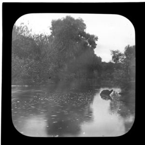 Photo courtesy of the State Library of South Australia http://collections.slsa.sa.gov.au/resource/B+64126 River Torrens at Felixstow